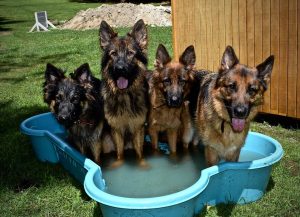 Dogs cooling off in the Bone Pool by One Dog One Bone