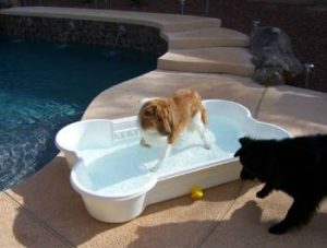 Gidget and Montgomery Playing in the Bone Pool