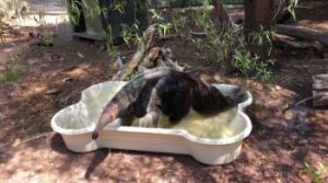 Anteater cooling off in his Bone pool